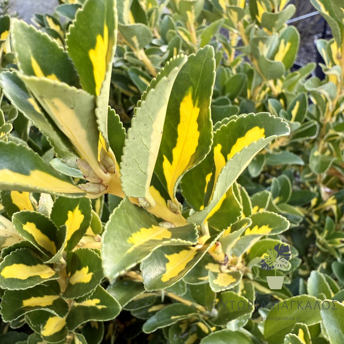 Ευώνυμο (Euonymus japonicus) – Ανθεκτικός Θάμνος για Φράχτη - 2